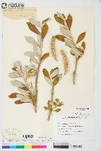 Salix alaxensis var. alaxensis image