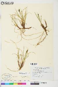 Carex aquatilis var. stans image