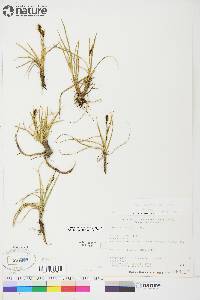 Carex aquatilis var. stans image