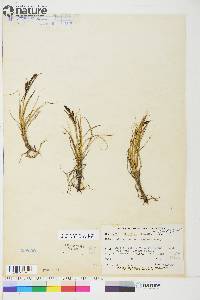 Carex aquatilis var. stans image