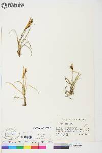 Carex aquatilis var. stans image