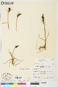 Carex aquatilis var. stans image