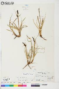 Carex aquatilis var. stans image