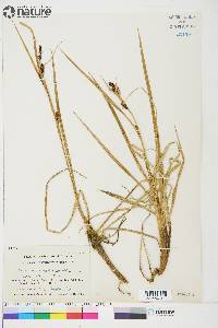 Carex aquatilis var. stans image