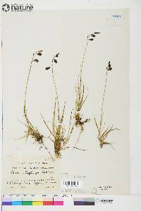 Carex atrofusca image