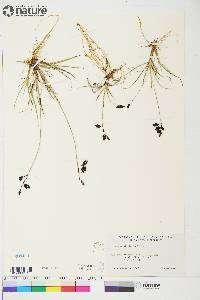 Carex atrofusca image