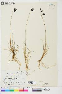 Carex atrofusca image