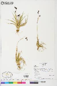 Carex atrofusca image