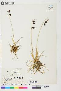 Carex atrofusca image