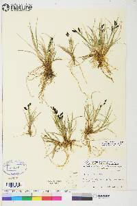 Carex atrofusca image