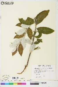 Salix alaxensis var. alaxensis image