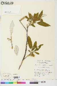 Salix alaxensis var. longistylis image