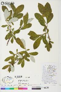 Salix alaxensis image