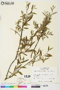 Salix arbusculoides image