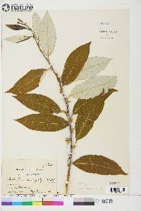 Salix alaxensis var. longistylis image