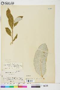 Salix alaxensis var. longistylis image