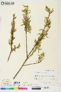 Salix arbusculoides image