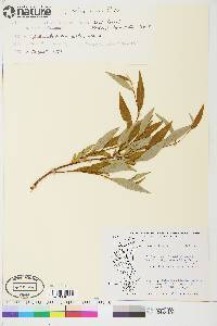 Salix arbusculoides image