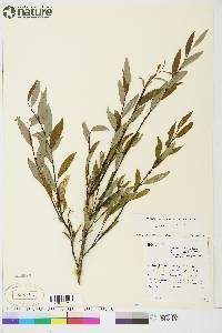 Salix arbusculoides image