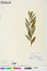 Salix arbusculoides image