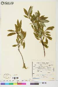 Salix arbusculoides image