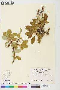 Salix arctica image