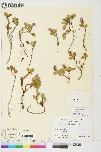 Salix arctica image