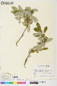 Salix athabascensis image