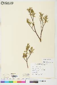 Salix argyrocarpa image