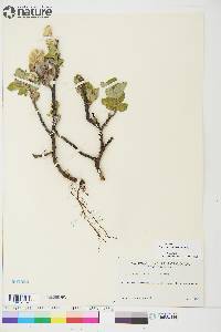Salix calcicola image