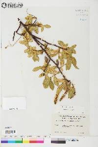 Salix commutata image