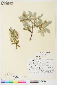 Salix glauca image