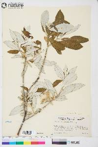 Salix alaxensis image