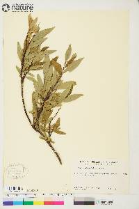 Salix arbusculoides image