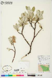 Salix barrattiana image