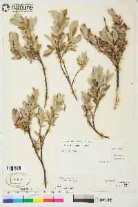 Salix brachycarpa image