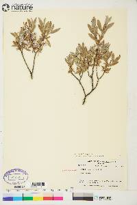 Salix brachycarpa image