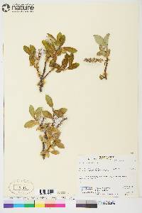 Salix glauca image