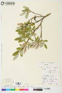 Salix glauca image