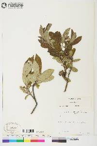 Salix glauca image