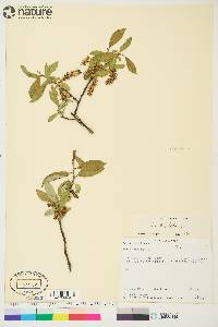 Salix hastata image
