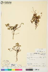 Salix herbacea image