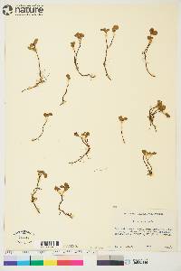 Salix herbacea image