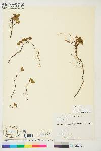 Salix herbacea image