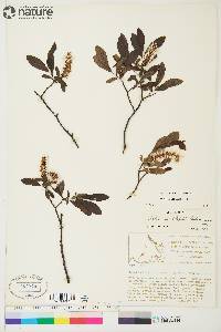 Salix myrtillifolia image