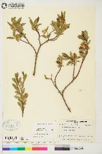 Salix myrtillifolia image