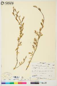 Salix brachycarpa image