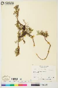 Salix fullertonensis image