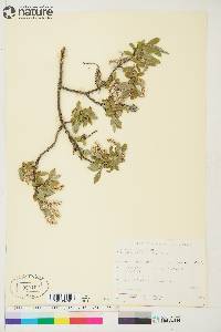 Salix brachycarpa subsp. niphoclada image