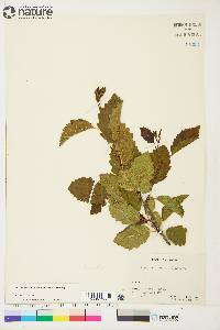 Alnus incana subsp. tenuifolia image